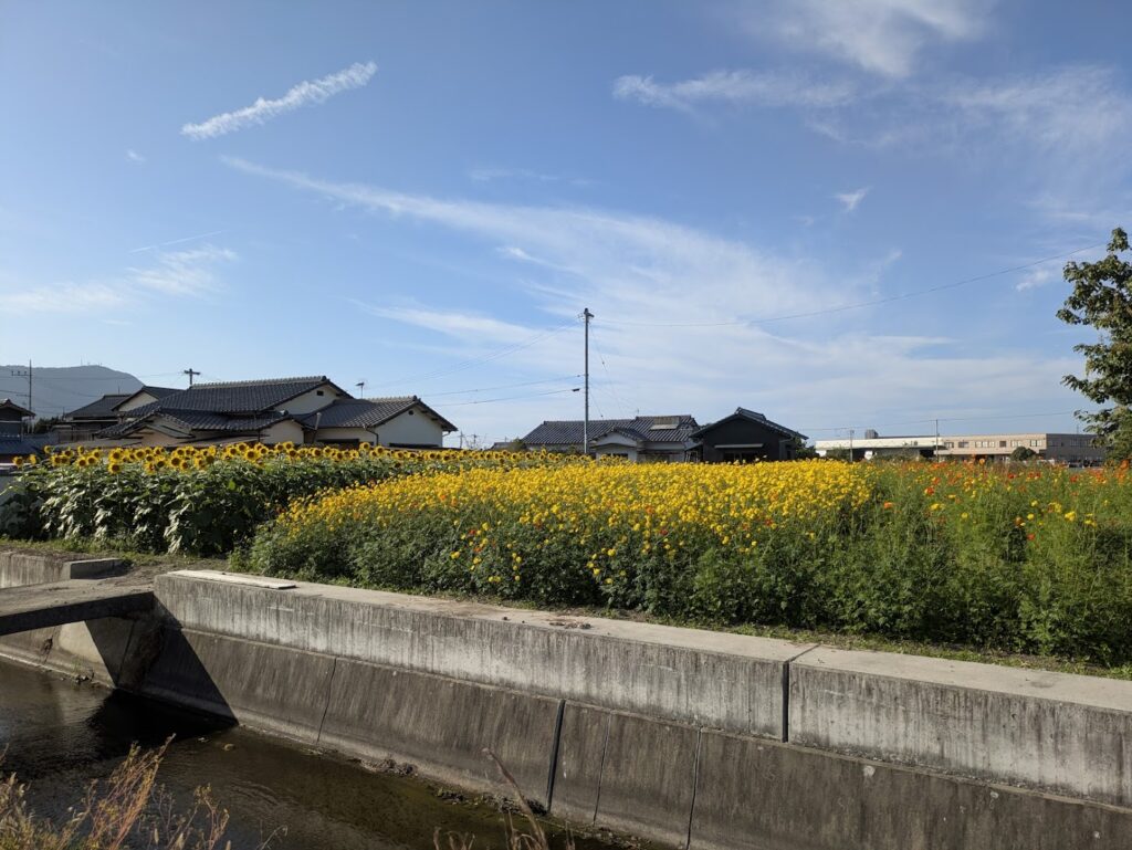 まんのう町 ひまわり コスモス