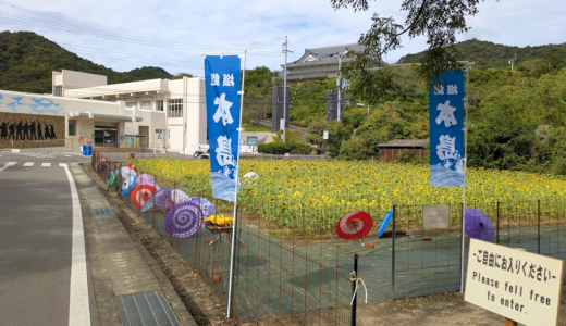 本島にも咲いた“秋ひまわり”！ 瀬戸芸を彩る40日ひまわりが見ごろ