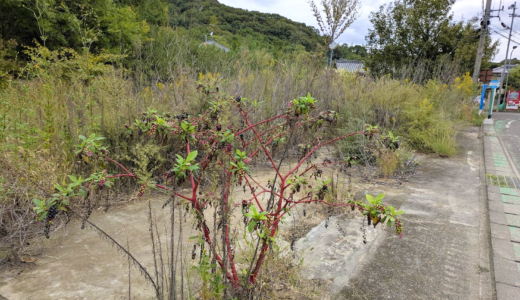 丸亀の本島で見つけた“毒々しい”秋の実？