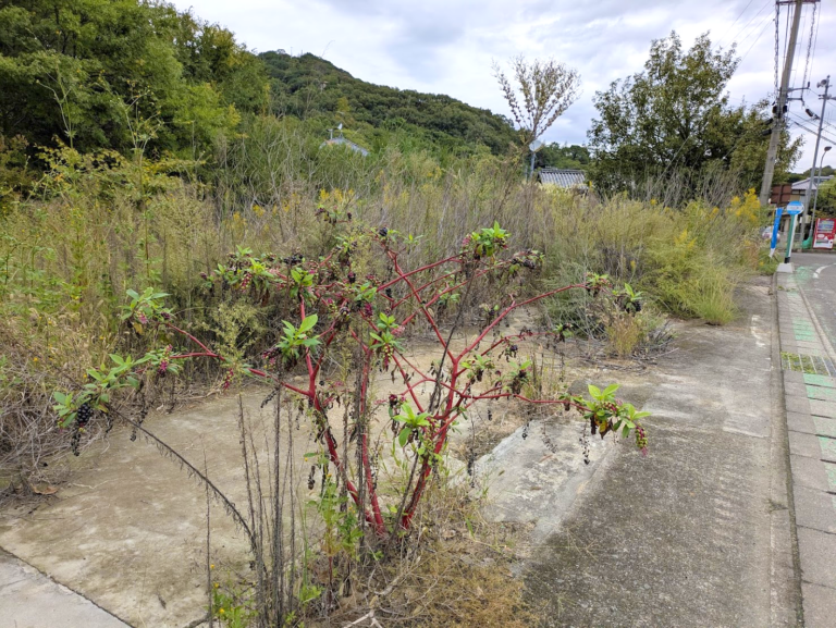 丸亀の本島で見つけた“毒々しい”秋の実？
