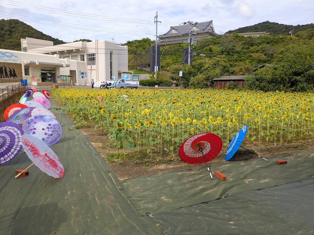 丸亀市本島 ひまわり