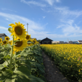 まんのう町 ひまわり コスモス