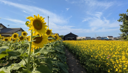 秋なのにひまわり!? まんのう町で見つけた黄色の世界♪