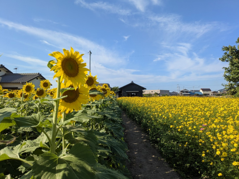 秋なのにひまわり!? まんのう町で見つけた黄色の世界♪