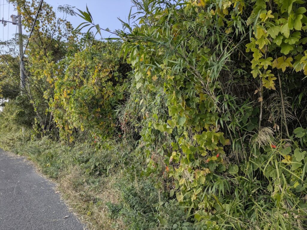 綾川町 カラスウリ