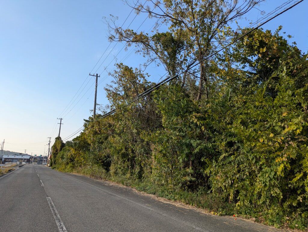 綾川町 カラスウリ