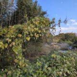 綾川町 カラスウリ