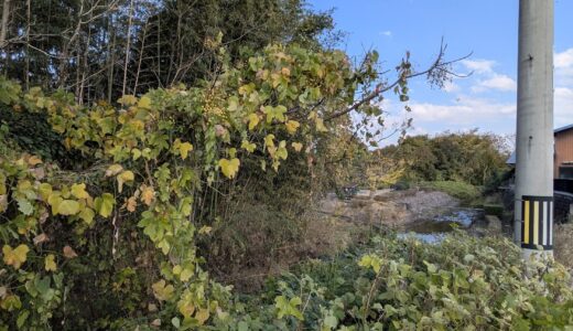 綾川と並走する377号沿いで秋の風物詩！竹やぶに赤い実が生ってた