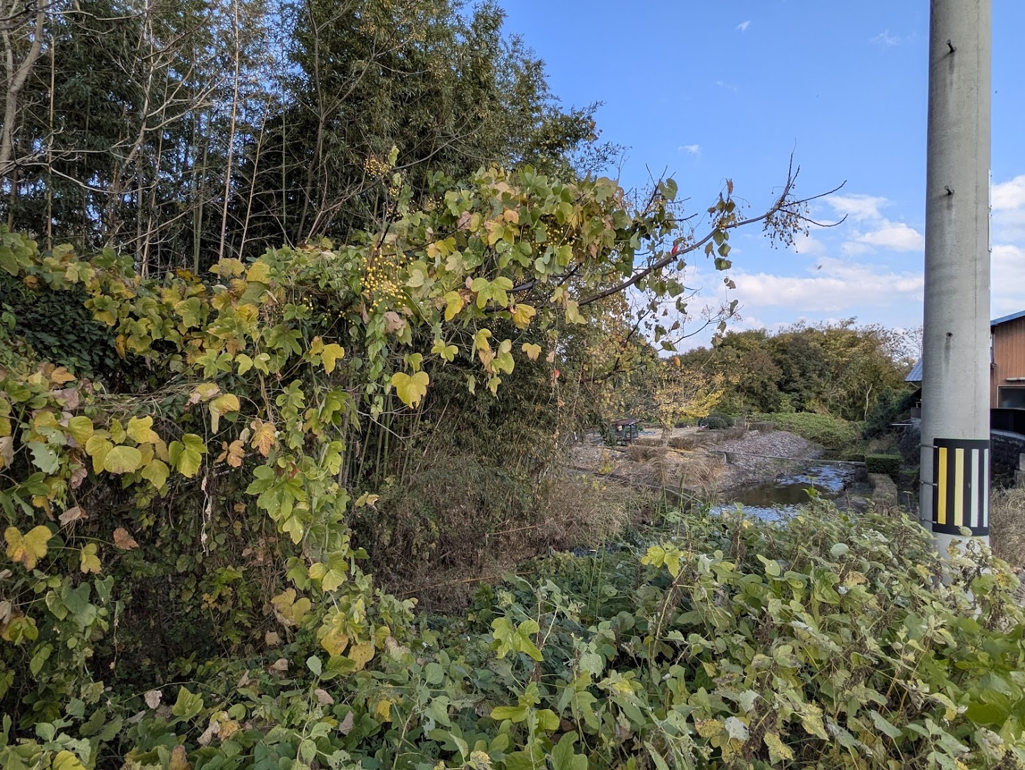 綾川町 カラスウリ