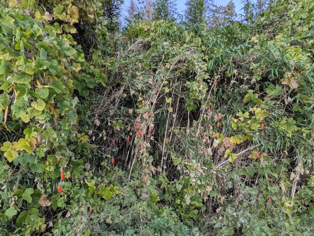 綾川町 カラスウリ