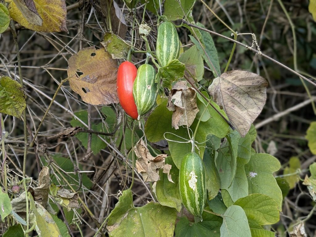 綾川町 カラスウリ