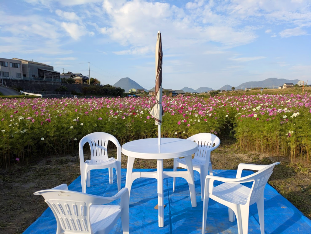 丸亀市綾歌町 みんなのコスモスひろば