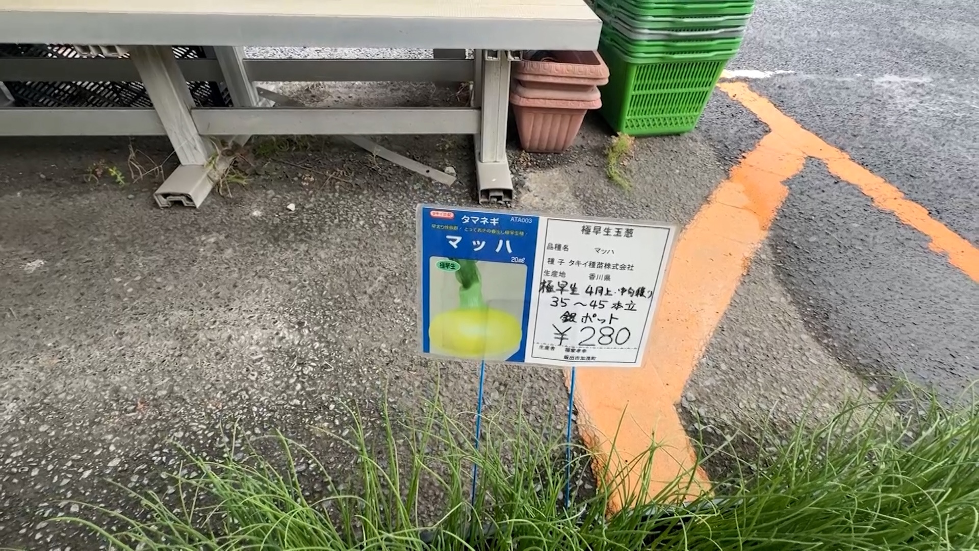 坂出市府中町 ふれあい産直市 マッハ(玉ねぎの苗)