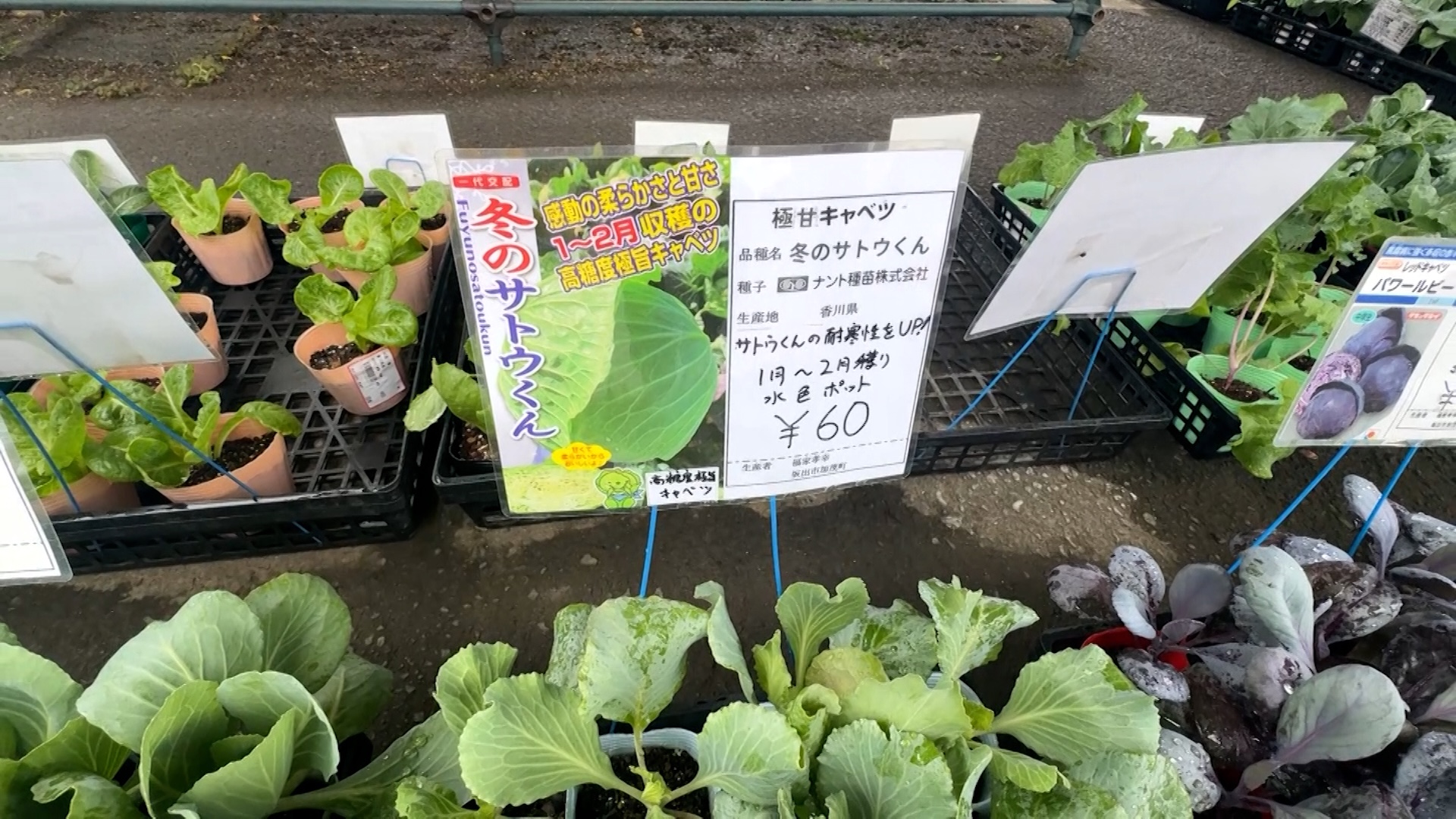 坂出市府中町 ふれあい産直市 冬のサトウくん(キャベツの苗)