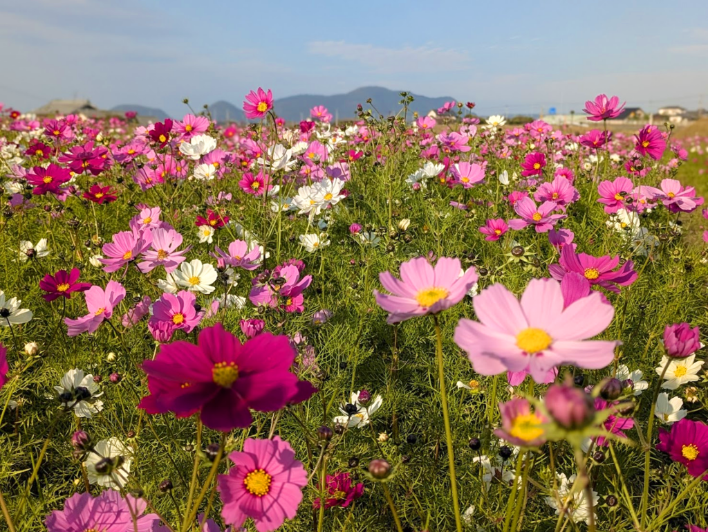 丸亀市綾歌町 みんなのコスモスひろば