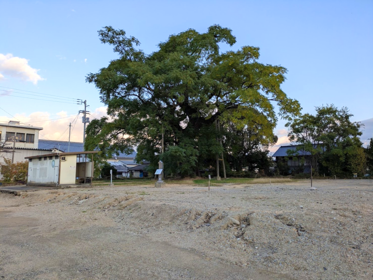 琴平町「大センダンのある広場」の名前を募集中！どんな名前になると思う？2026年9月30日(水)まで！