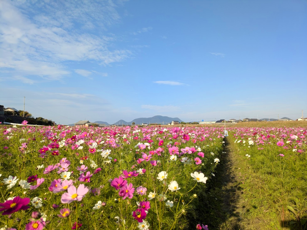 丸亀市綾歌町 みんなのコスモスひろば