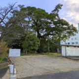 琴平町の大センダン