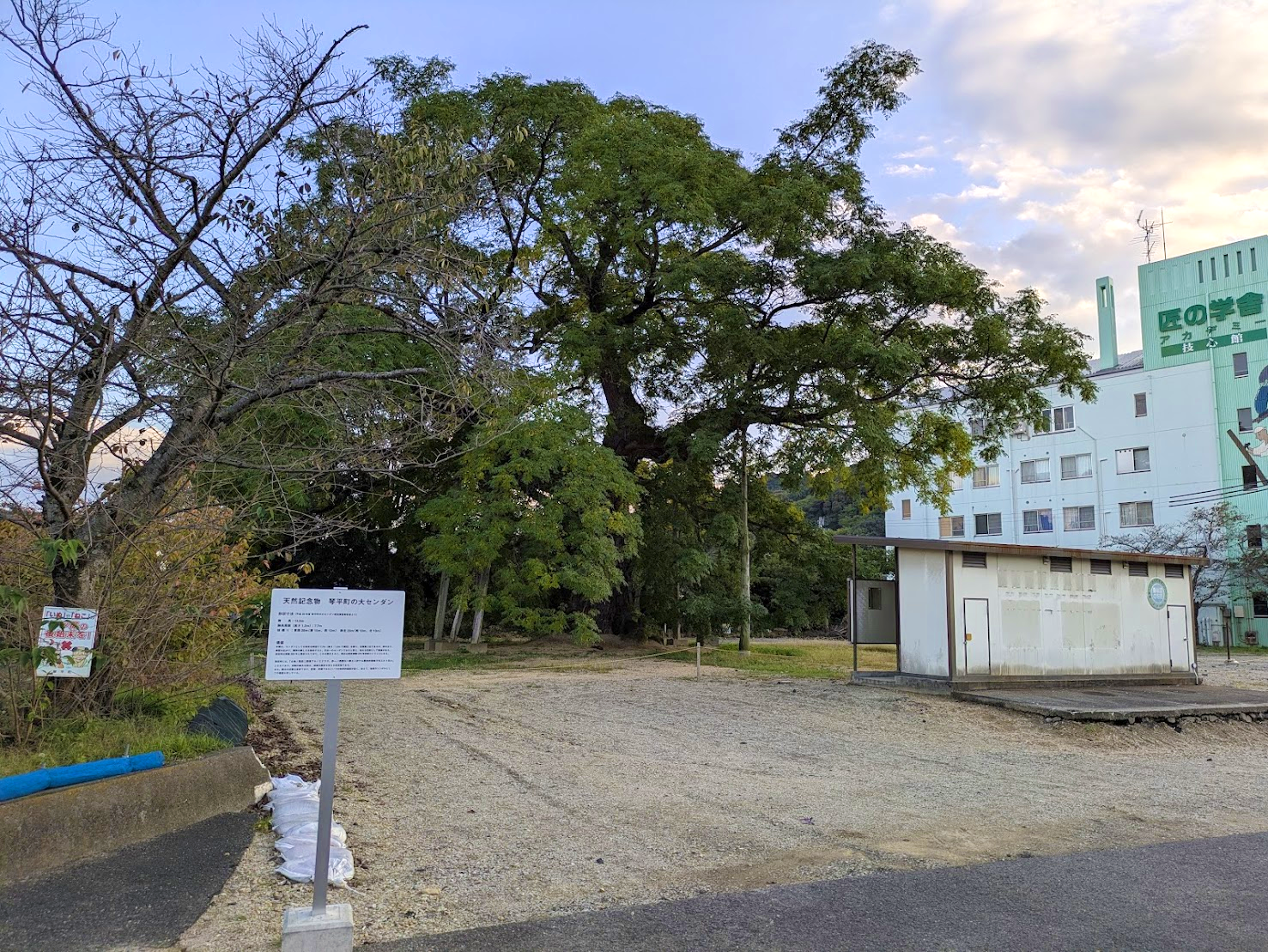 琴平町の大センダン