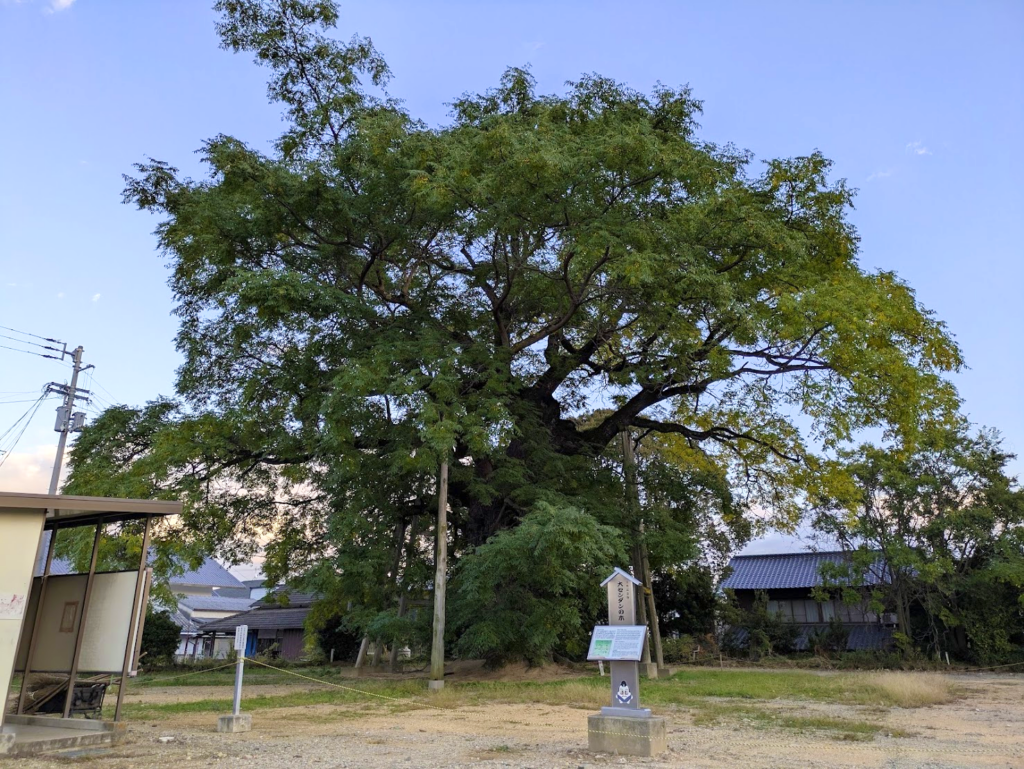 琴平町の大センダン