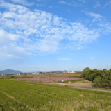 丸亀市綾歌町 みんなのコスモスひろば