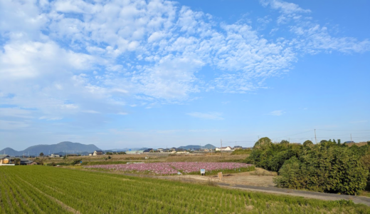 秋だけ現れる丸亀市綾歌町の「みんなのコスモスひろば」が見頃に！田んぼの真ん中で出会う期間限定の花絶景♪