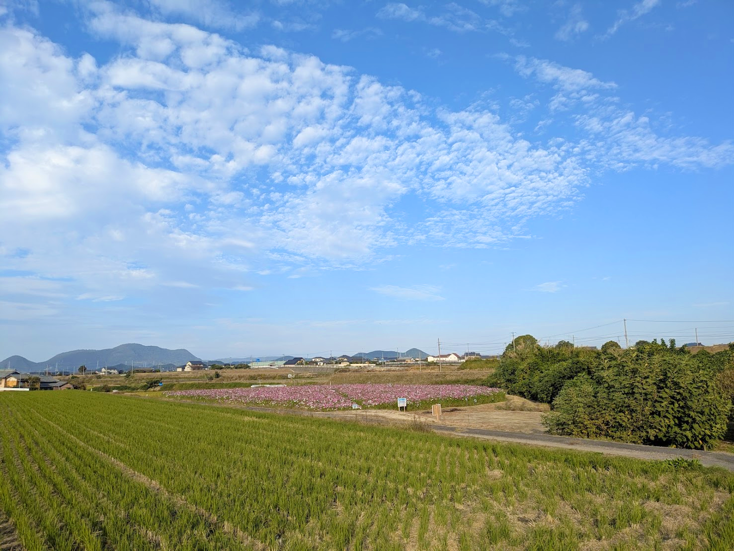 丸亀市綾歌町 みんなのコスモスひろば