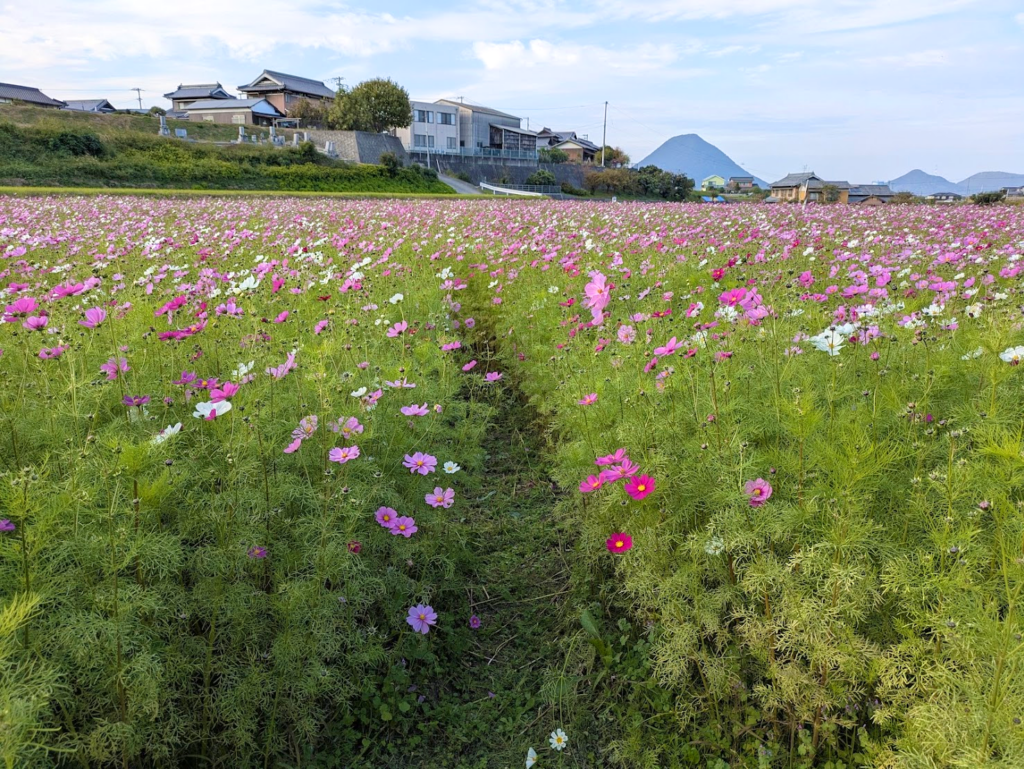 丸亀市綾歌町 みんなのコスモスひろば