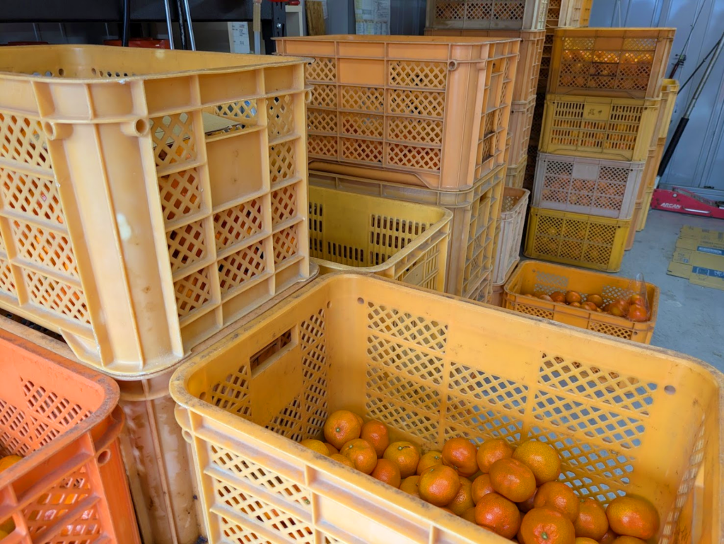 坂出市川津町 northfarm きたさんちのみかん