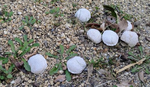 丸亀市青ノ山墓地公園に謎の「マカロン」が出現!?踏んでも壊れない白い丸の正体とは？