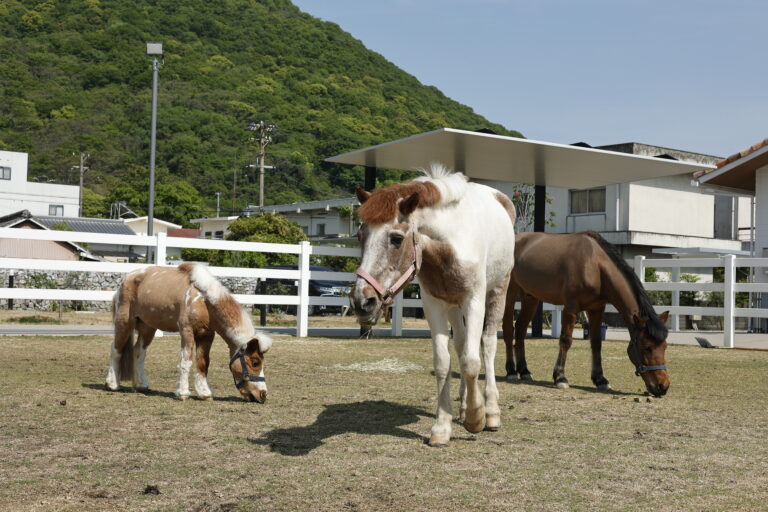 2026午年は本物の馬に会いに！坂出市『J’sセラピーガーデンⅡ』では乗馬体験やピザ作りも？笑顔を引き出すホースセラピーの魅力とは？