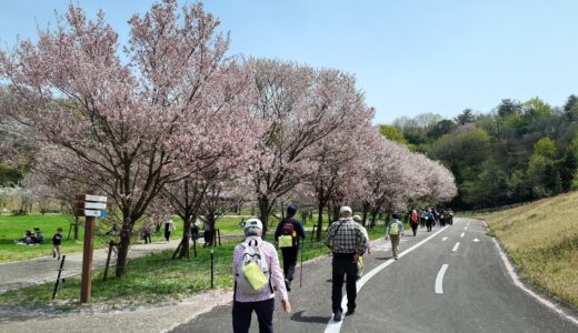 国営讃岐まんのう公園で春の絶景を歩こう！「第13回満濃池空海こんぴら しあわせツーデーウォーク」が2026年4月4日(土)と4月5日(日)に開催される！事前申込の締切迫る！