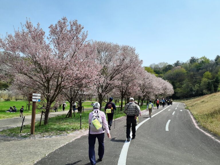 国営讃岐まんのう公園で春の絶景を歩こう！「第13回満濃池空海こんぴら しあわせツーデーウォーク」が2026年4月4日(土)と4月5日(日)に開催される！事前申込の締切迫る！