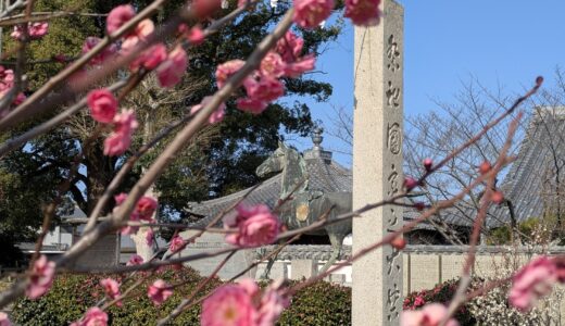 崇徳上皇ゆかりの「白峰宮」へ。境内に佇む立派な「馬の像」と咲き始めの梅がベストマッチ！