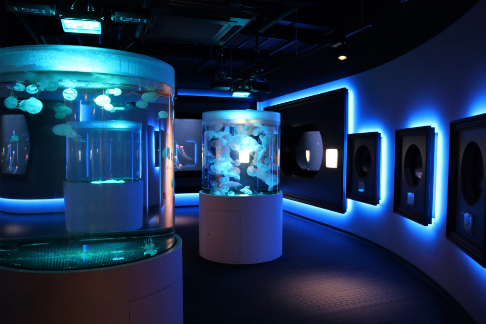 宇多津町 四国水族館 Nightscape Camp 2026春