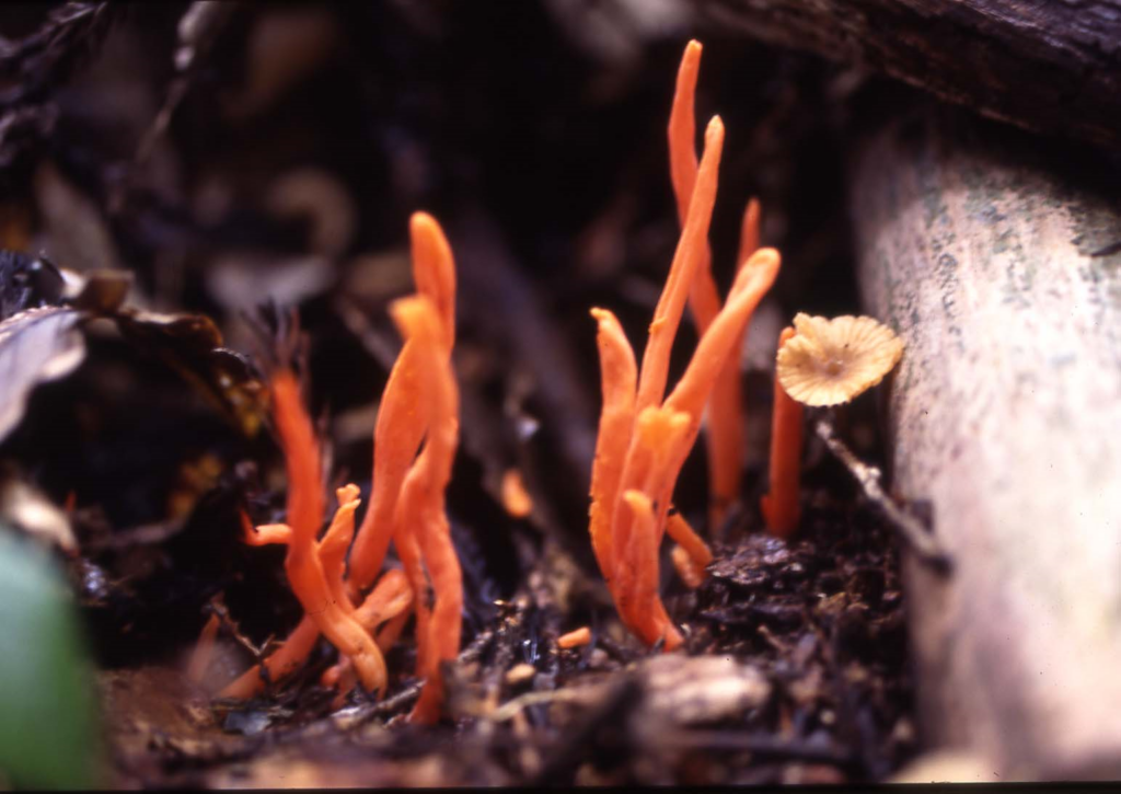 丸亀市 カエンタケ ベニナギナタタケ