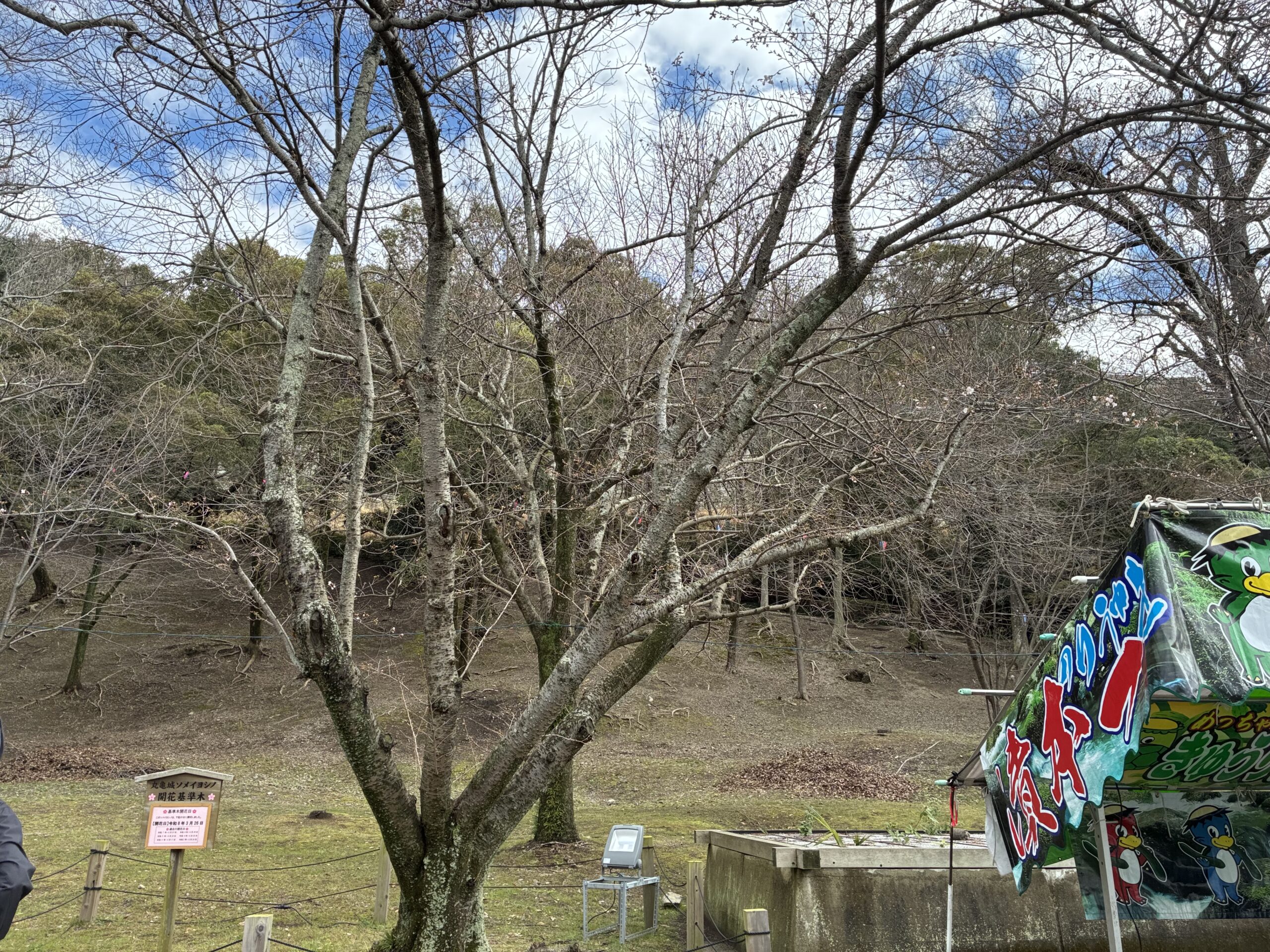 丸亀城 令和8年丸亀城桜まつり