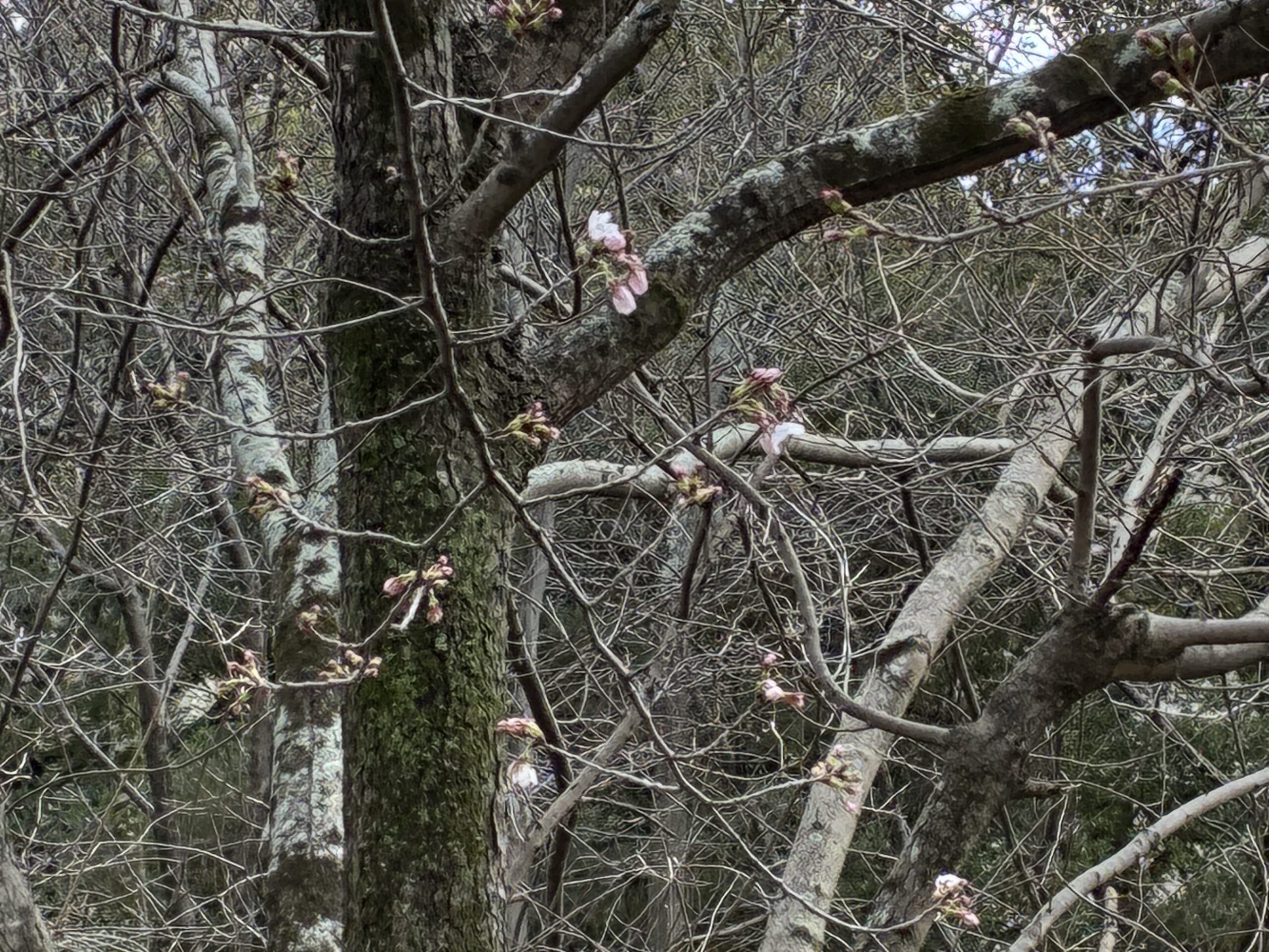 丸亀城 令和8年丸亀城桜まつり