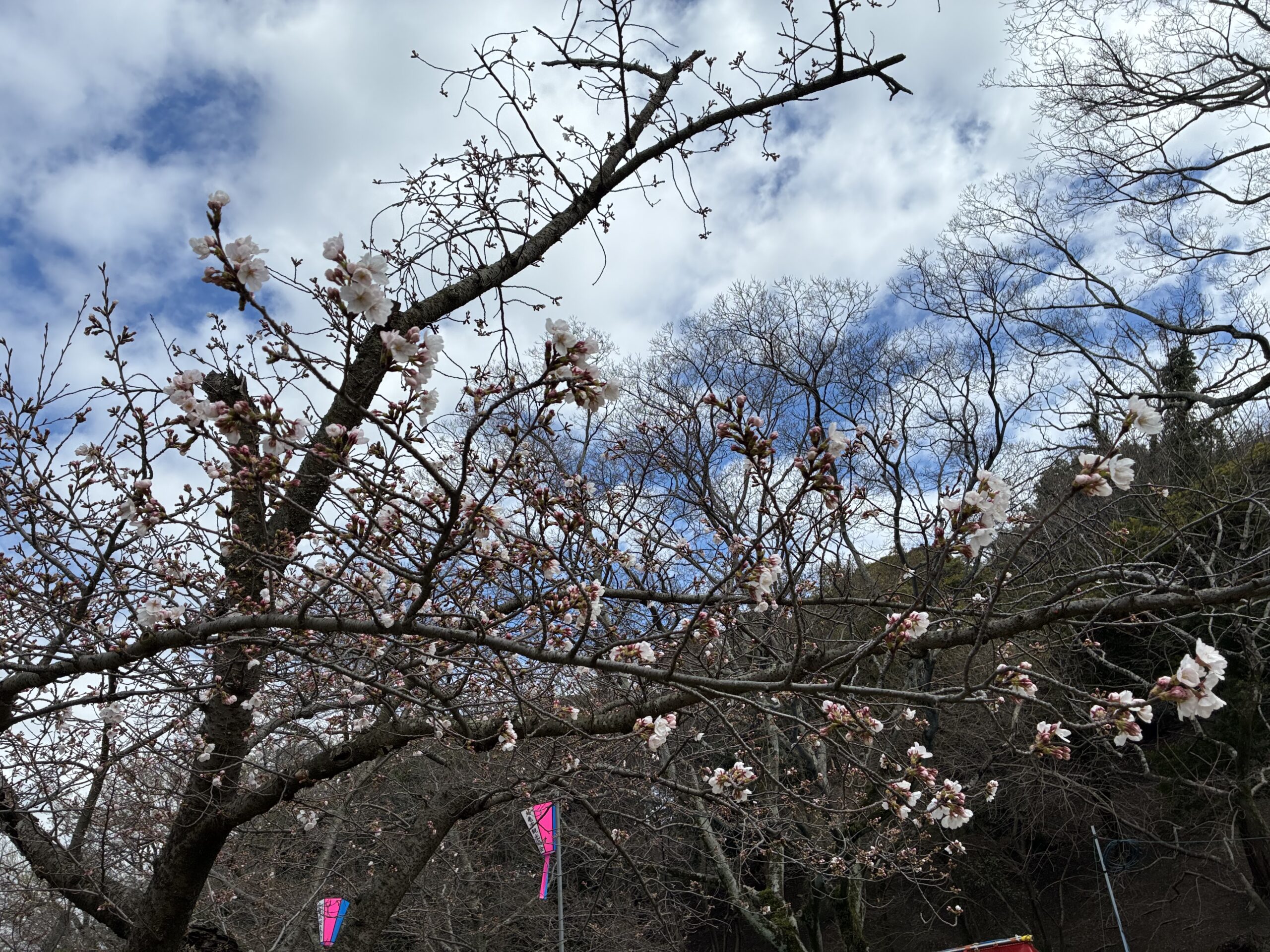 丸亀城 令和8年丸亀城桜まつり