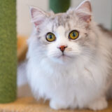 宇多津町 猫カフェ 讃岐neko