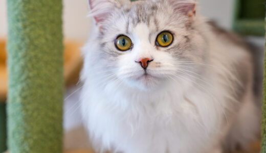 宇多津町の「猫カフェ 讃岐neko (さぬきねこ)」。大人のための癒やし空間で猫たちと触れ合うひととき