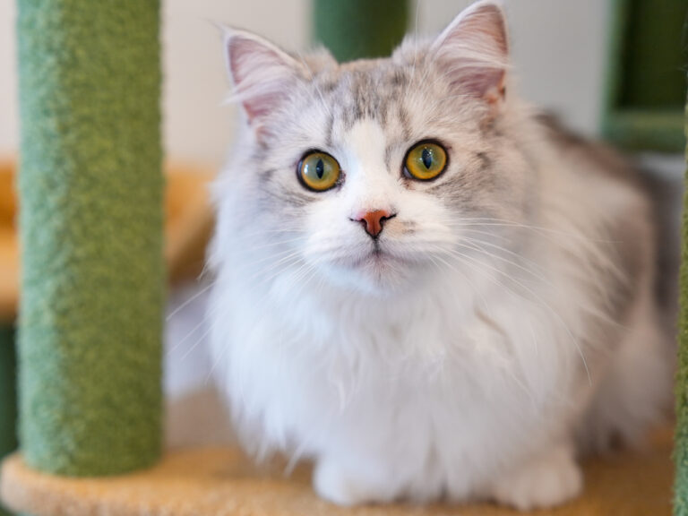 宇多津町の「猫カフェ 讃岐neko (さぬきねこ)」。大人のための癒やし空間で猫たちと触れ合うひととき