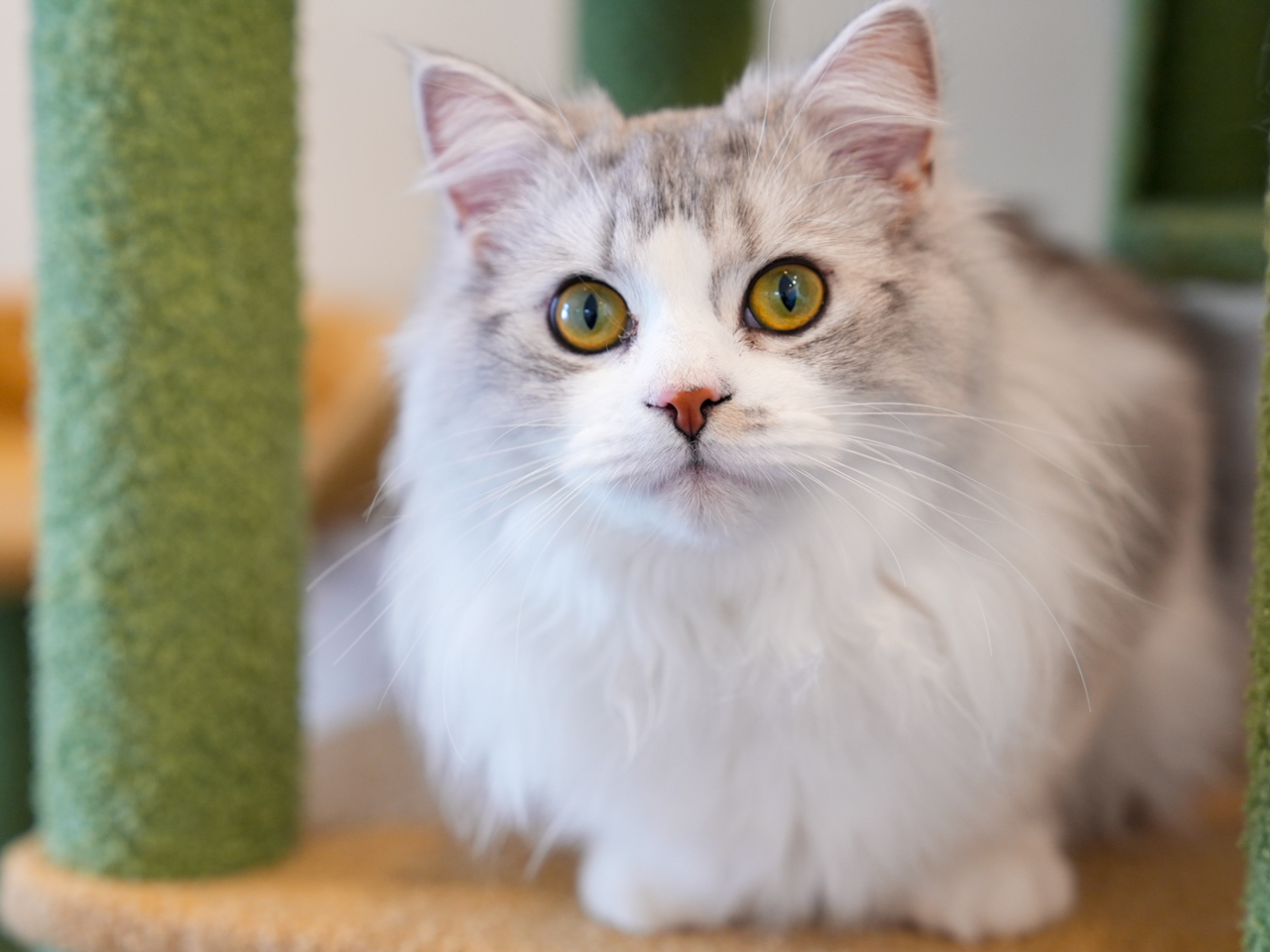 宇多津町 猫カフェ 讃岐neko