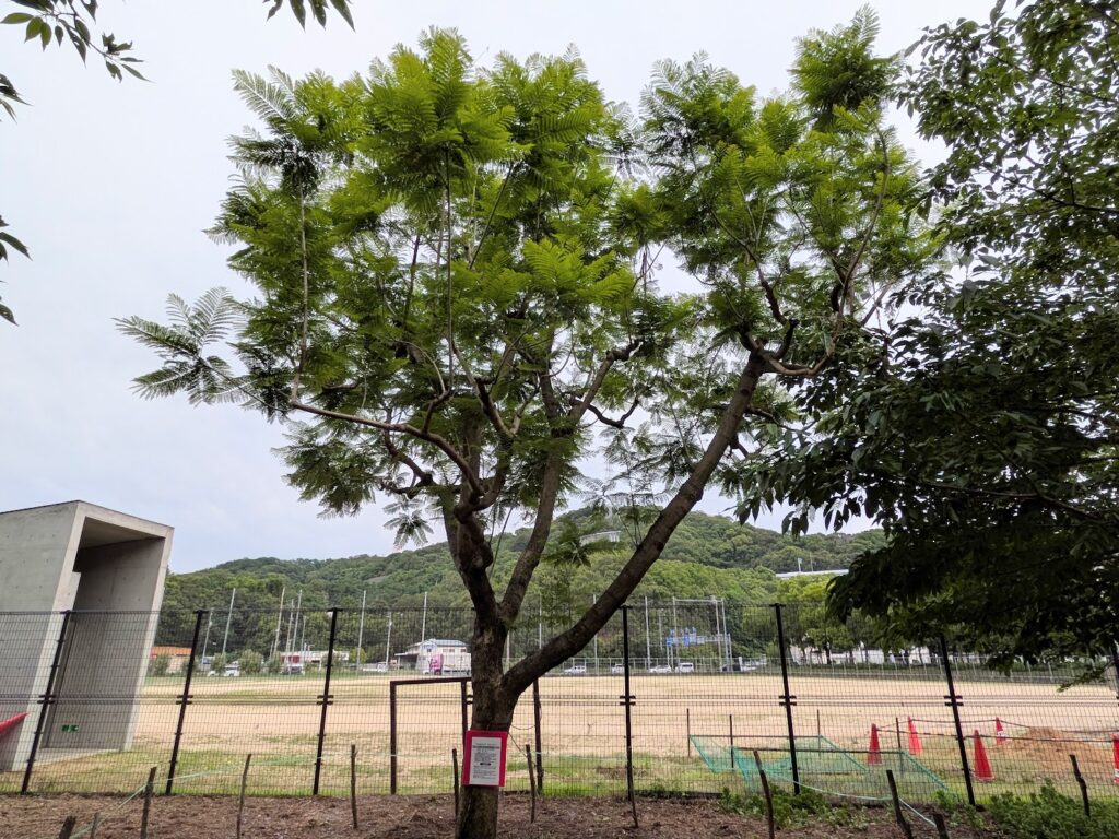 坂出市 番の州公園のジャカランダ