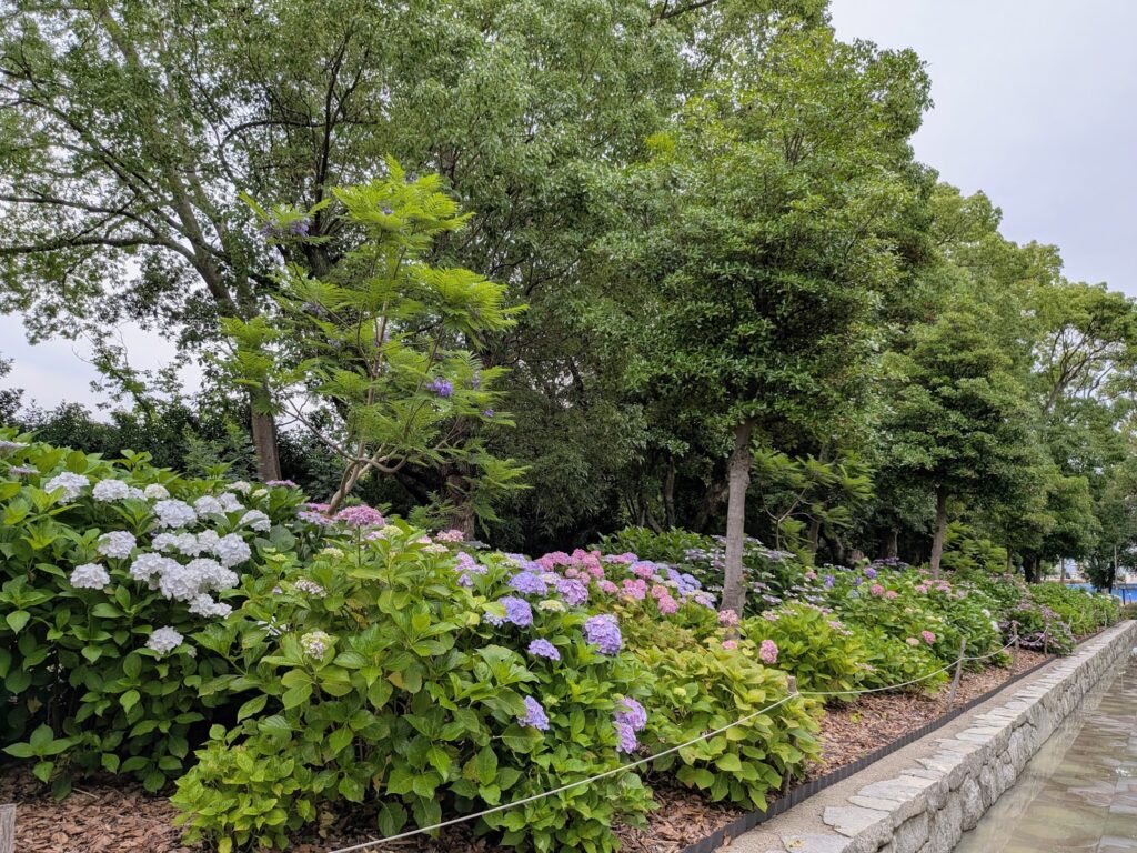 坂出市 番の州公園の紫陽花とジャカランダ