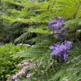 坂出市 番の州公園の紫陽花とジャカランダ