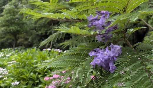 香川で世界三大花木「ジャカランダ」をハシゴしてきた！金倉寺と番の州公園の開花状況レポ