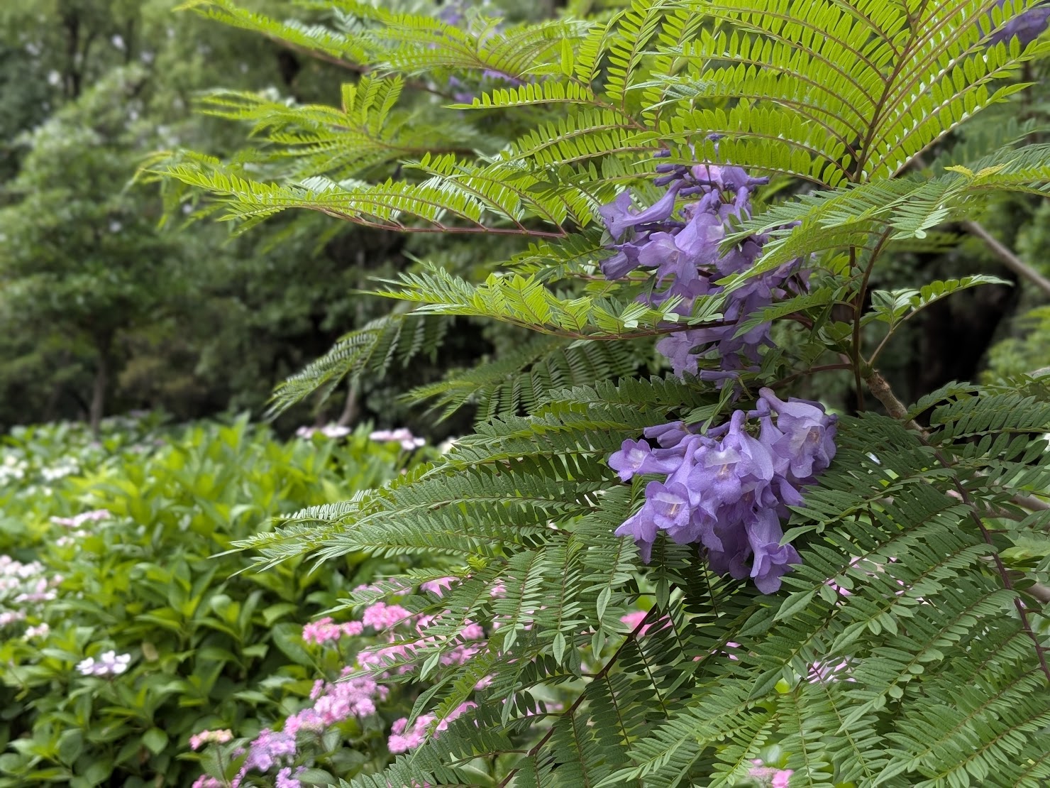坂出市 番の州公園の紫陽花とジャカランダ