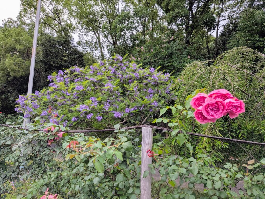 坂出市 番の州公園のバラとジャカランダ