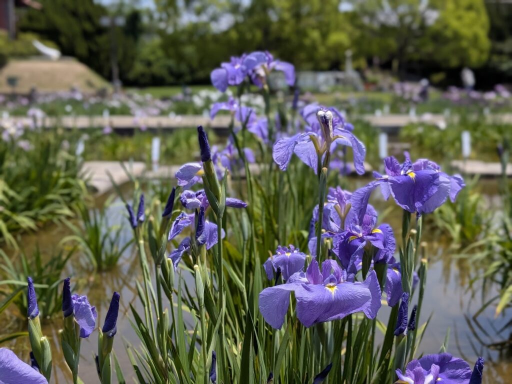 坂出市 かわつ花菖蒲園